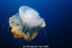 A huge jelly fish passing by by Marteyne Van Well 